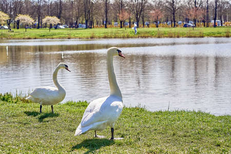 A pair of White swans on the green grass near the lake in the park. Sunny day.の写真素材