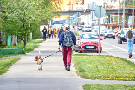 RIGA, LATVIA - MAY 13, 2022: A man in red pants and with backpack walking his dog on the sidewalk in the street of the city. View from back.のeditorial素材