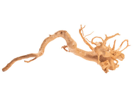 Red moor driftwood for aquarium aquascaping design isolated on the white background.の写真素材