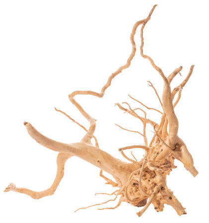 Red moor driftwood for aquarium aquascaping design isolated on the white background.の写真素材