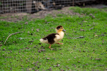 A small newborn duckling walking on backyard on green grass. Black yellow cute gosling running on meadow field.の写真素材