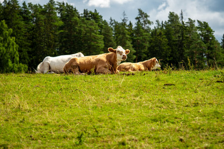 Three cows are lying on a green meadow on a sunny day. Two cows are brown, one is white. Green forest and blue sky in the backgroundの写真素材