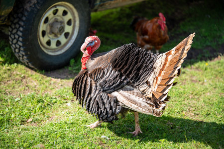 Big turkey male outdoors on green grass. Rooster at the background. Sunny day.の写真素材