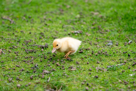 A small newborn duckling walking on backyard on green grass. Yellow cute gosling running on meadow...