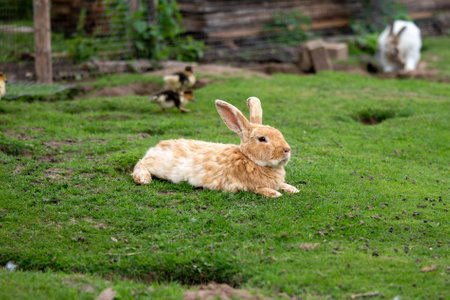 A large rabbit lies on a green meadow on a farm. Close-up shot.の写真素材