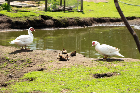 a pair of geese with chickens near a pond on a farm on a sunny dayの写真素材
