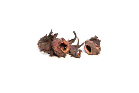 Hibiscus red tea on a white background