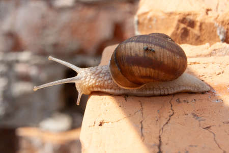 A snail with an ant on its back creeps up to the edge of a brick wallの写真素材