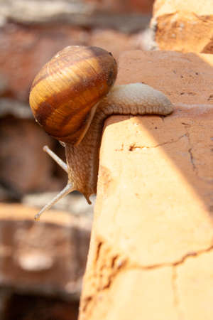 A snail with an ant on its back creeps down a brick wallの写真素材