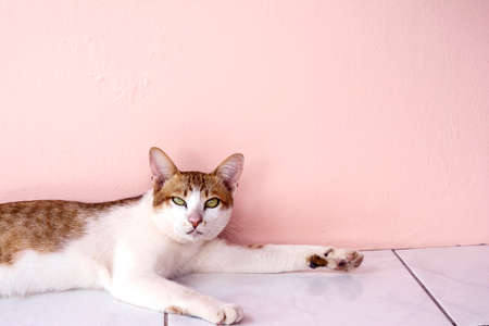 Cat looking something in on the pink wall backgroudの写真素材