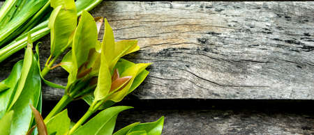 Vegetable on wood backgroundの写真素材