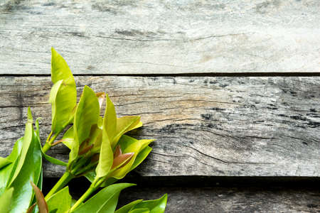 Vegetable on wood backgroundの写真素材