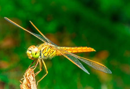 dragonfly sits on a grass on a meadowの写真素材