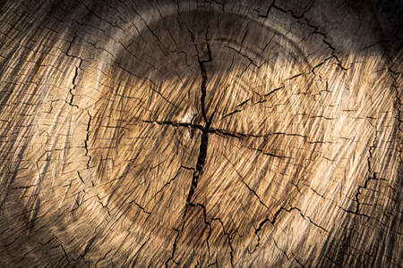 Wood texture background / Wood texture