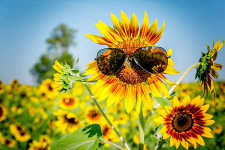 sunglass on sunflowerの写真素材