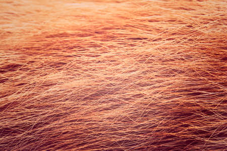 Red cat fur closeup ,vintage toneの写真素材