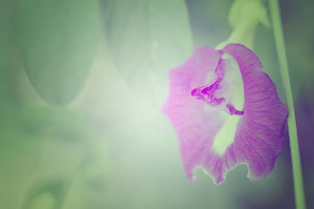 Butterfly Pea vintage flower,vintage filter affectの写真素材