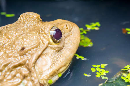 Close up eye of camouflaged frogの写真素材