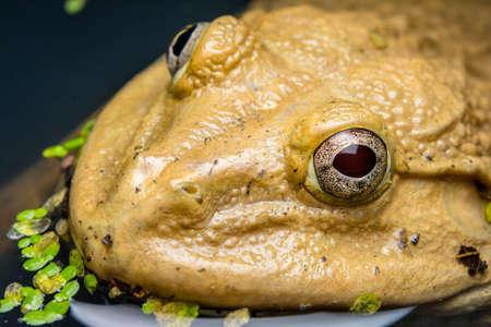 Close up eyes of camouflaged frogの写真素材