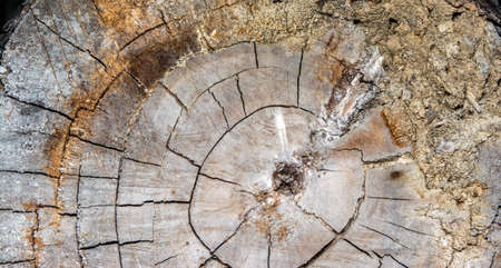 Wood texture background  Wood texture