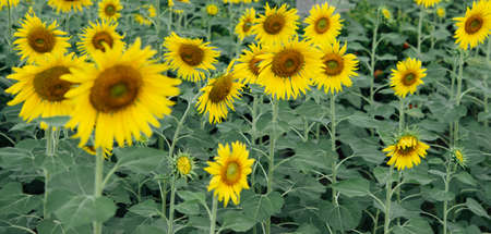 Sunflower field.の写真素材
