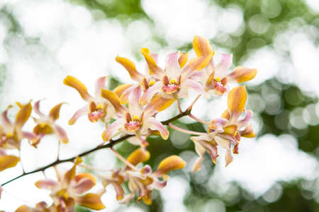 Streaked orchid flowers and colorful bokeh backgroundの写真素材