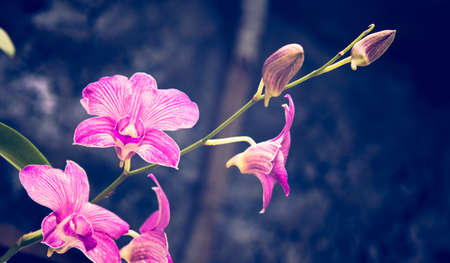 Streaked orchid flowers and colorful bokeh backgroundの写真素材