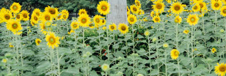 Sunflower field.の写真素材