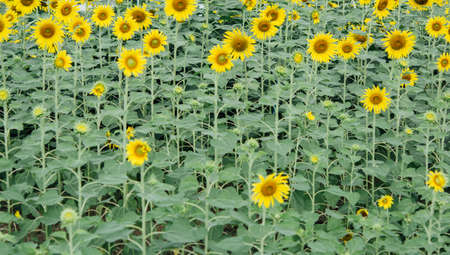 Sunflower field.の写真素材
