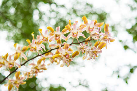 Streaked orchid flowers and colorful bokeh backgroundの写真素材