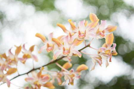 Streaked orchid flowers and colorful bokeh backgroundの写真素材