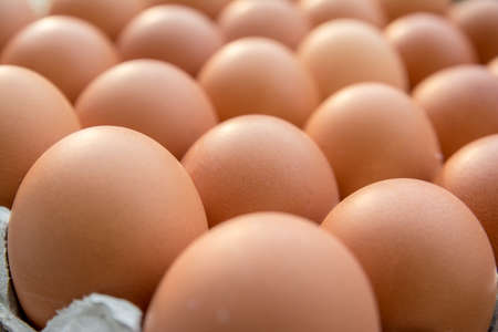 Chicken eggs in paper Panelの写真素材