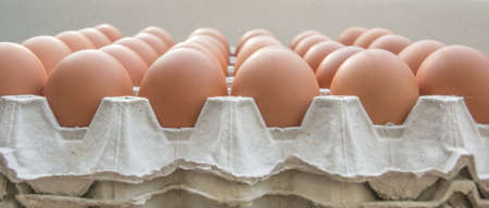 Chicken eggs in paper Panelの写真素材