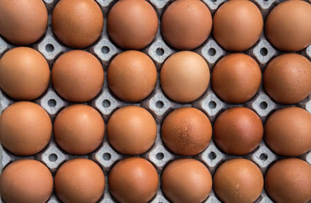 Chicken eggs in paper Panelの写真素材