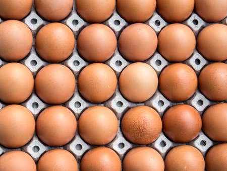 Chicken eggs in paper Panelの写真素材