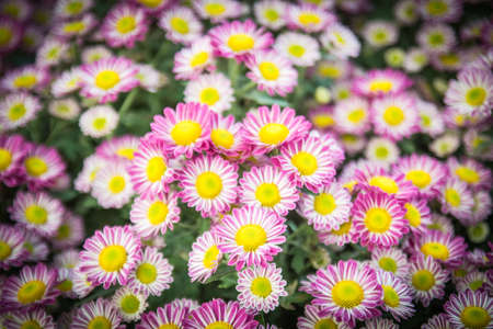 Top view of Florist's Mun flower background,pink and white flowerの写真素材