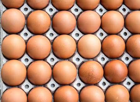 Chicken eggs in paper Panelの写真素材