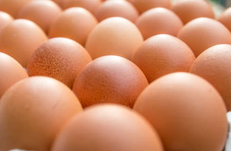 Chicken eggs in paper Panelの写真素材