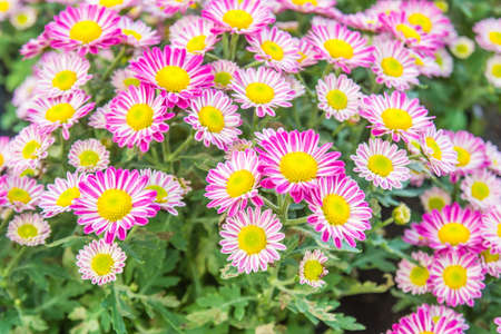 Top view of Florist's Mun flower background,pink and white flowerの写真素材