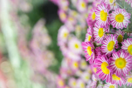 Top view of Florist's Mun flower background,pink and white flowerの写真素材