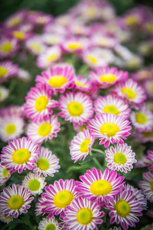 Top view of Florist's Mun flower background,pink and white flowerの写真素材