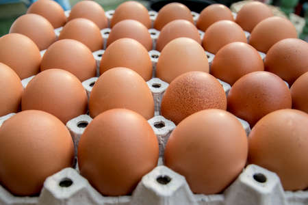 Chicken eggs in paper Panelの写真素材