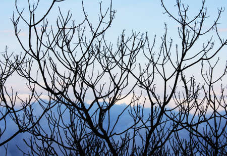 Branchの写真素材