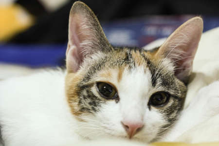 cat faceの写真素材