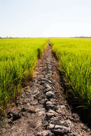 Rural Mud road through green rice fieldsの写真素材