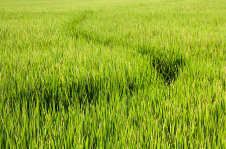 Paths in Rice fieldの写真素材