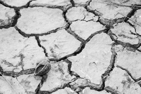 Snails on the dry groundの写真素材