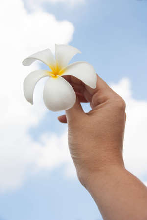 white flowers frangipani  plumeria  in womenの写真素材