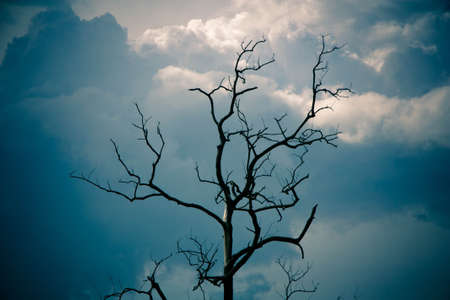 dead tree under blue skyの写真素材