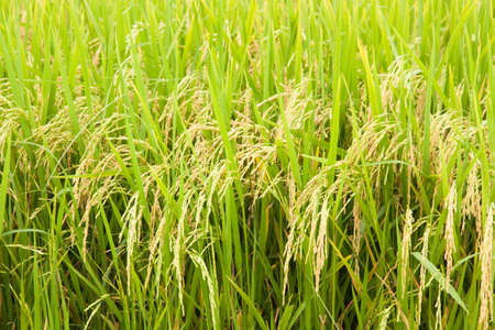 rice paddy fieldの写真素材
